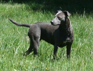 home buyer dogs